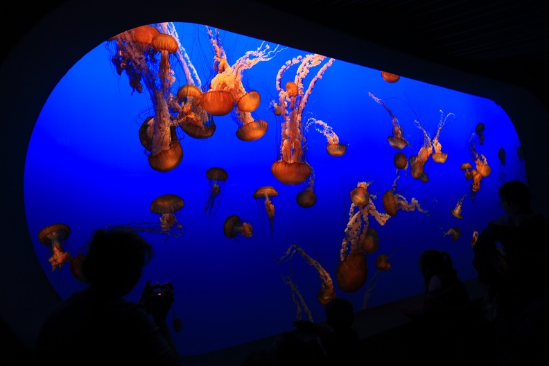 Jellyfish Monterey Bay Aquarium.jpg