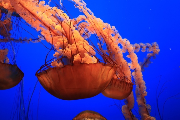 Monterey Bay Aquarium