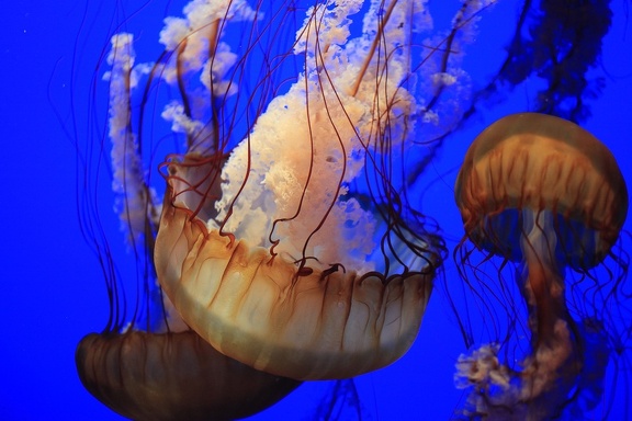 Monterey Bay Aquarium