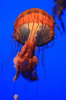 Monterey Bay Aquarium