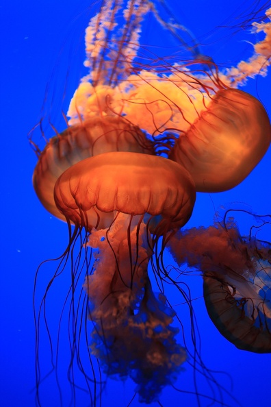 Monterey Bay Aquarium-26.jpg