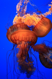 Monterey Bay Aquarium