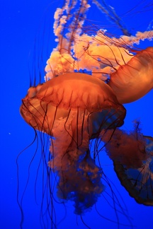Monterey Bay Aquarium
