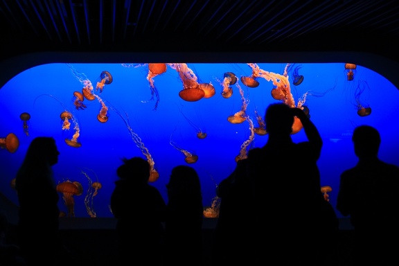 Monterey Bay Aquarium