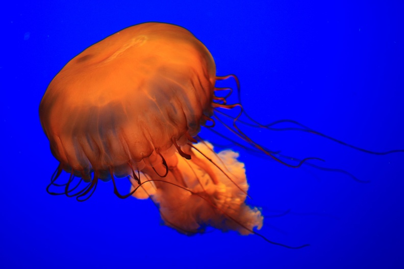 Jellyfish Monterey Bay Aquarium-2.jpg