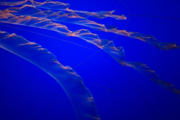 Monterey Bay Aquarium