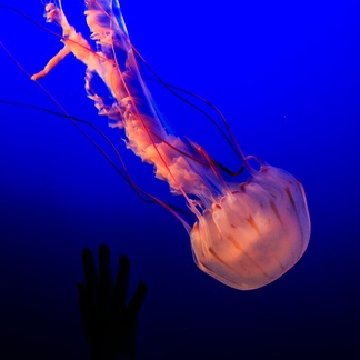 Monterey Bay Aquarium