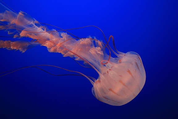 Monterey Bay Aquarium