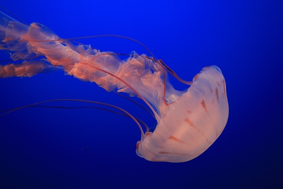 Monterey Bay Aquarium