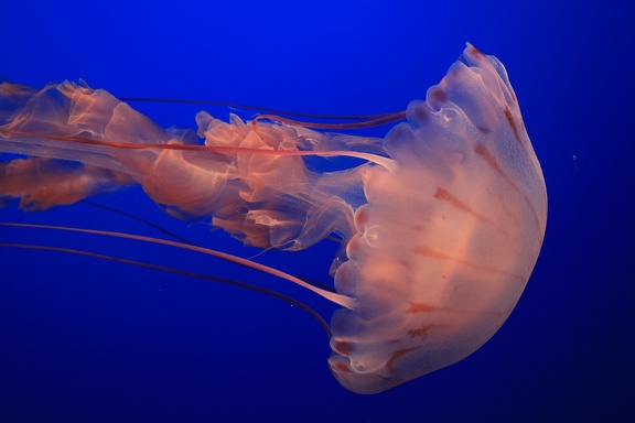 Monterey Bay Aquarium