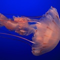 Monterey Bay Aquarium-34.jpg