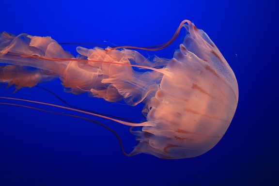 Monterey Bay Aquarium