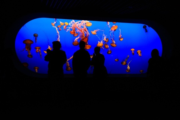 Monterey Bay Aquarium