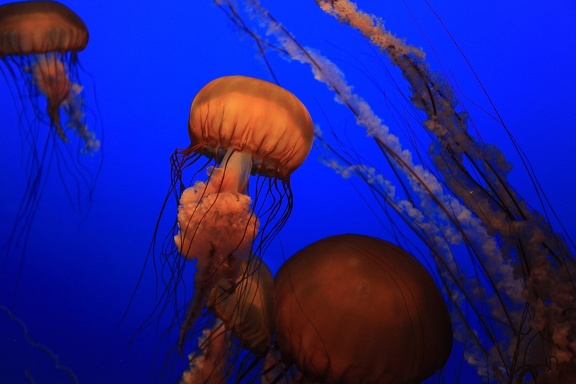 Monterey Bay Aquarium