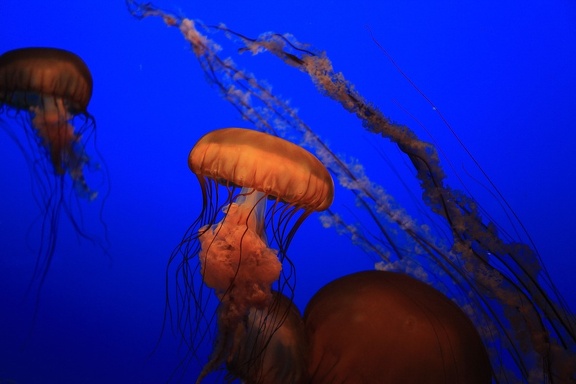Monterey Bay Aquarium
