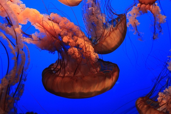 Monterey Bay Aquarium