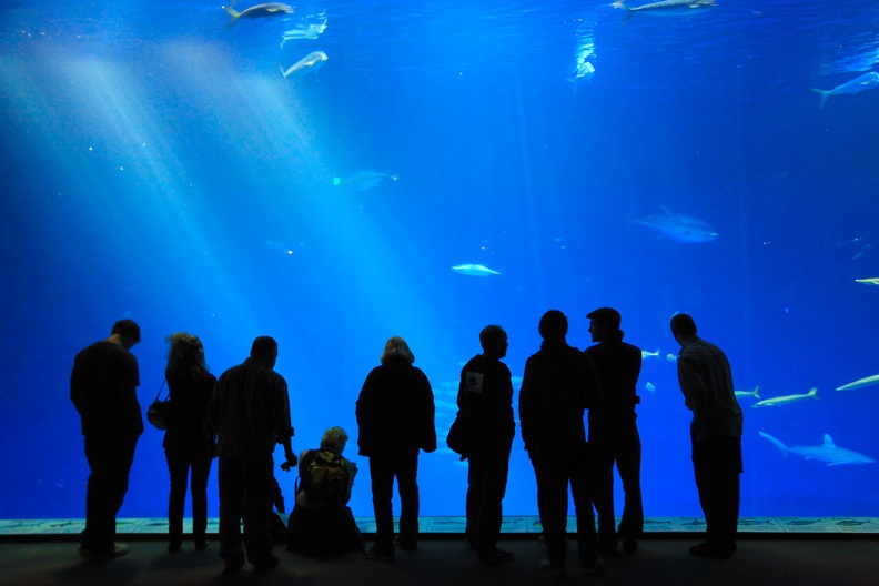 Monterey Bay Aquarium-42.jpg