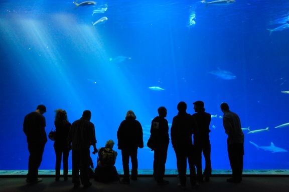 Monterey Bay Aquarium