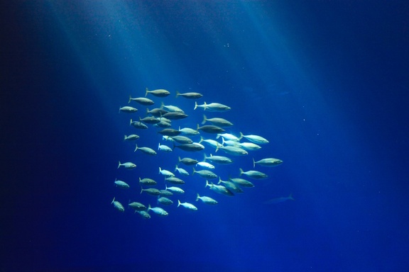 Love Fish
