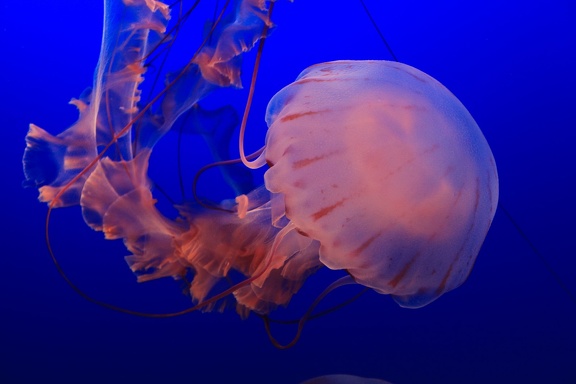 Monterey Bay Aquarium