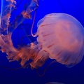 Monterey Bay Aquarium-43.jpg