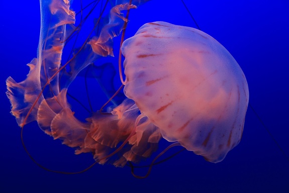 Monterey Bay Aquarium