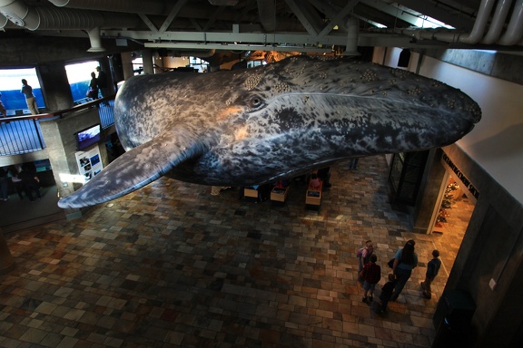 Monterey Bay Aquarium