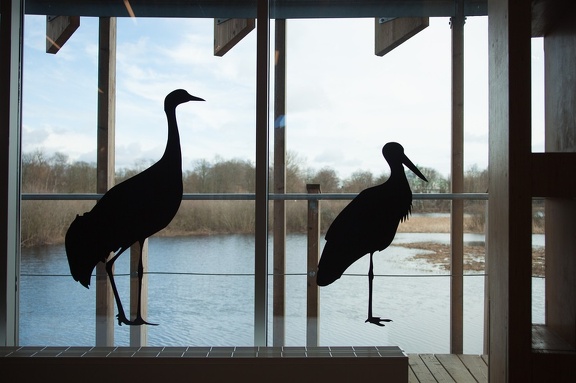 Silhouettes