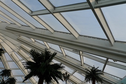 Palmtree inside glass