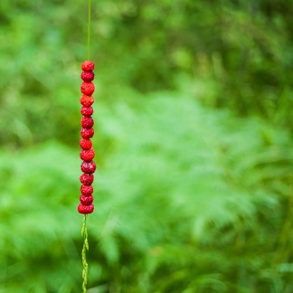 Wild strawberry