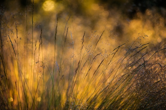 Summer light